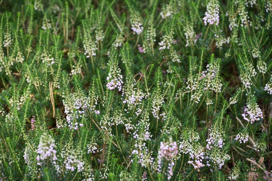 Heideplant - Planten - 
