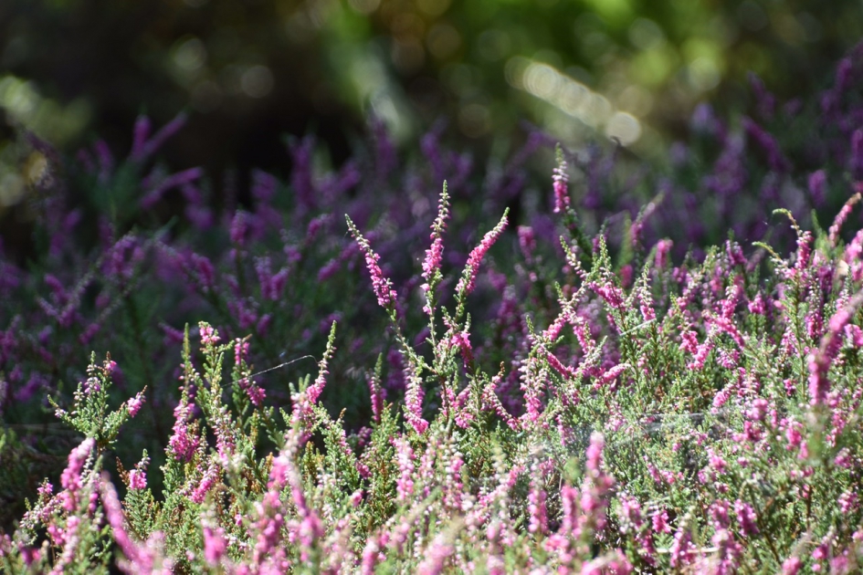 Heidetuin - Planten - 