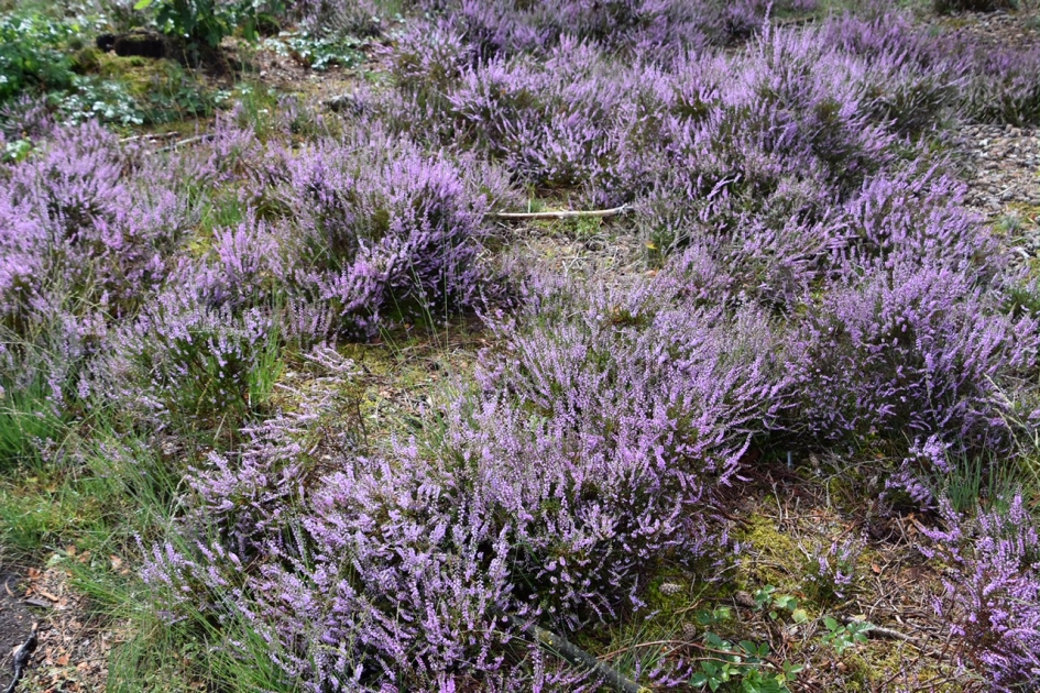 Heidetuin - Planten - 