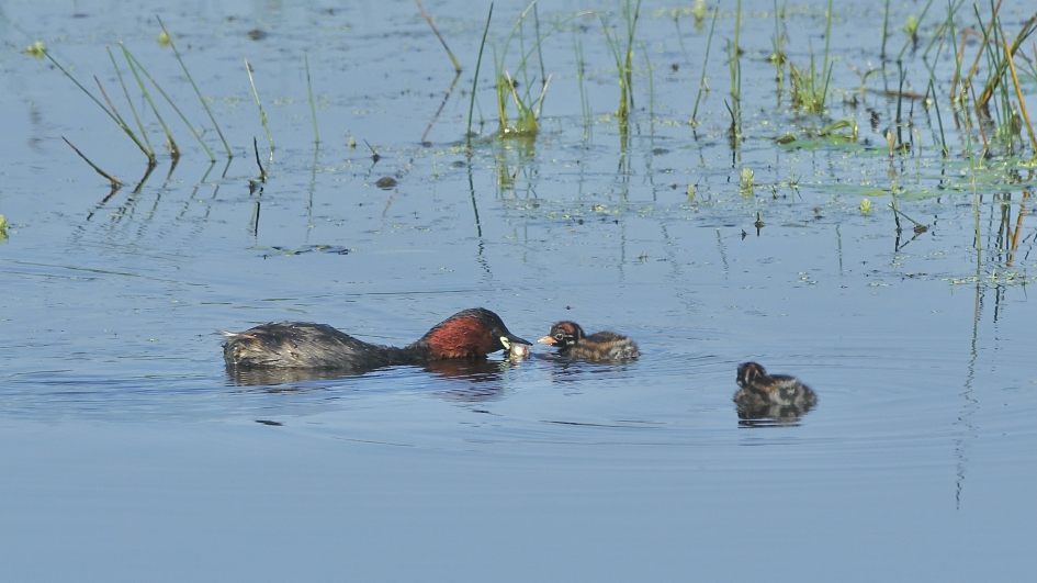 Hongerige kroost - Vogels - Dodaars