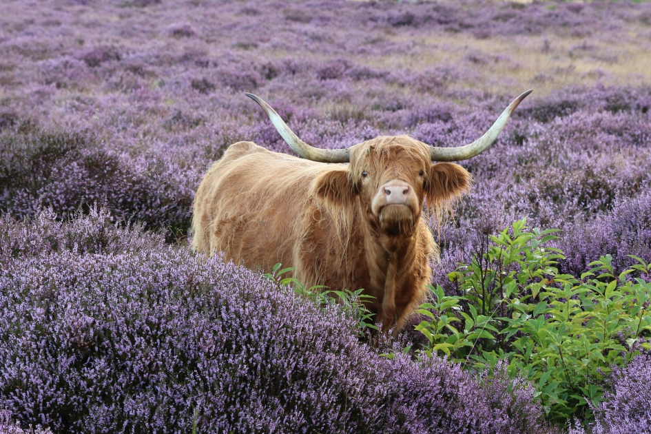 Hooglander in de heide (1) - Zoogdieren - 