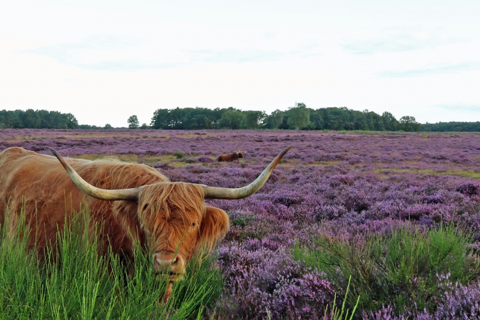 Hooglander in de heide (2) - Zoogdieren - 