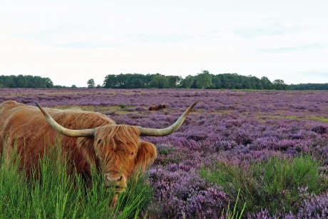 Hooglander in de heide (2)