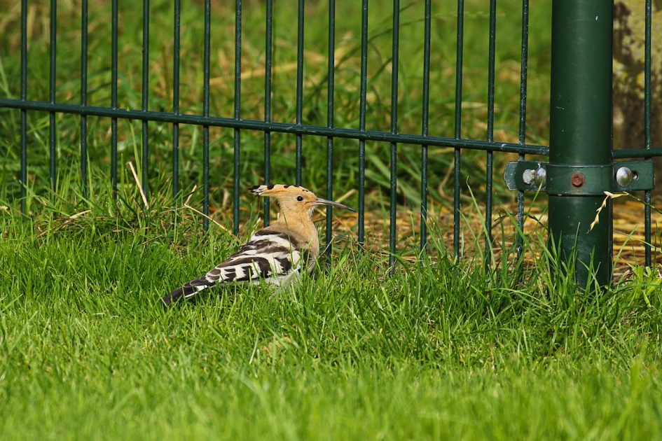Hop in de wei - Vogels - hop