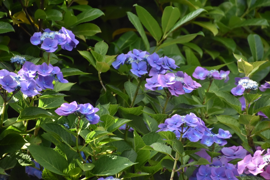Hortensia - Planten - 