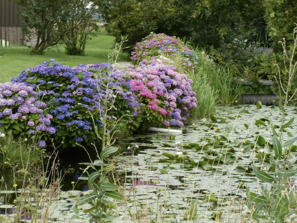 Hortensia haag - Planten - 