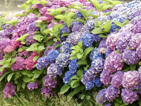 Hortensias