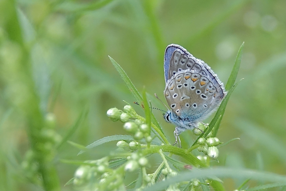 Blauw valt op in groen - Geleedpotigen - Icarusblauwtje