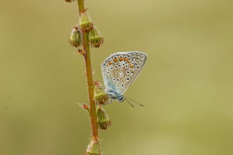 Icarusblauwtje
