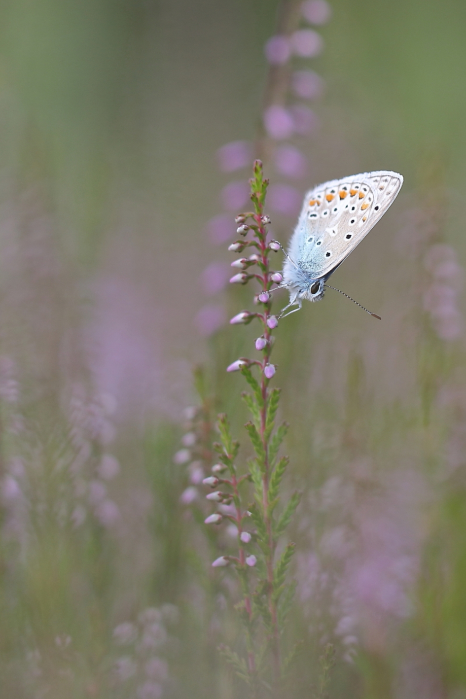 icarusblauwtje - Geleedpotigen - icarusblauwtje