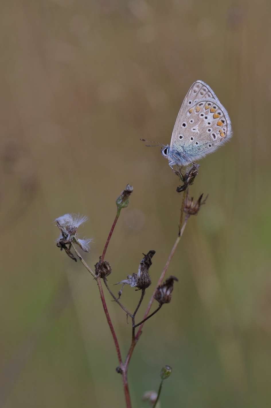 icarusblauwtje - Geleedpotigen - icarusblauwtje