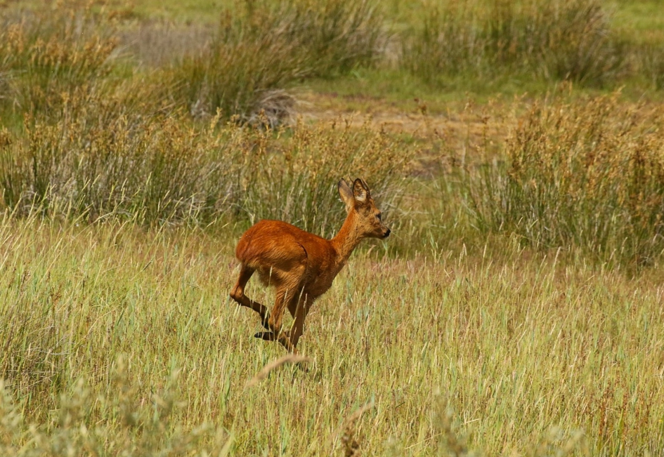 In galop - Zoogdieren - Ree