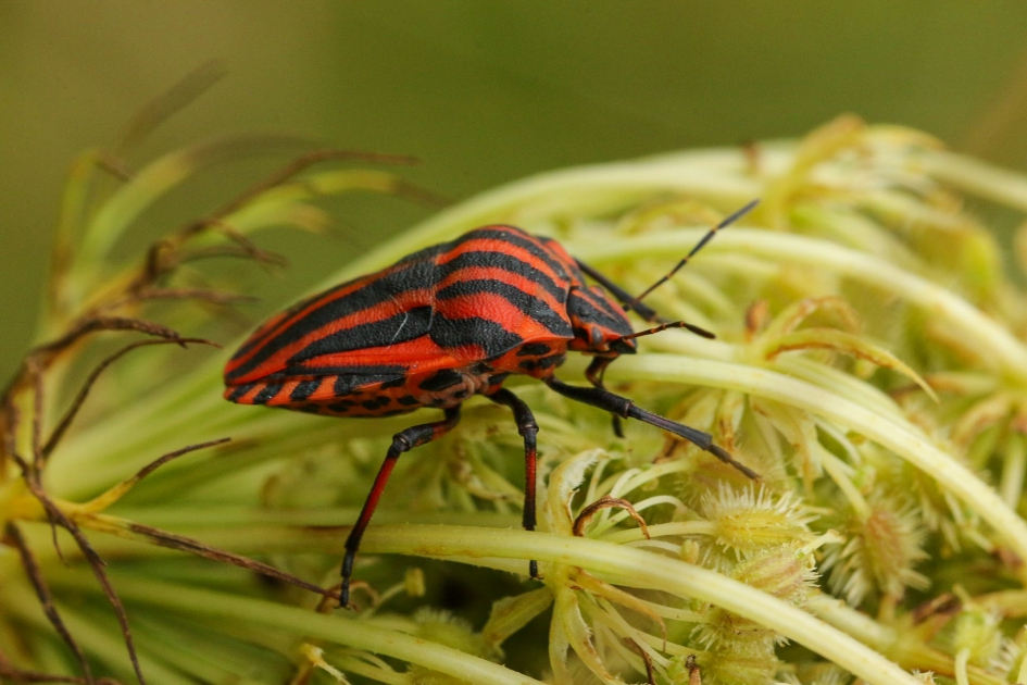 In pyjama - Geleedpotigen - Pyjamaschildwants