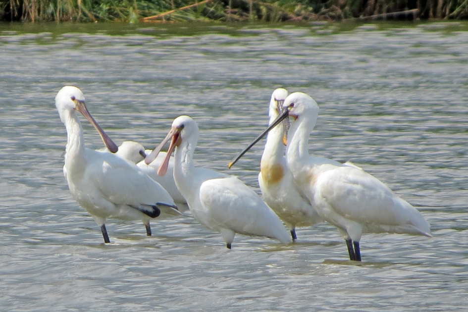 Jong en oud - Vogels - Lepelaar