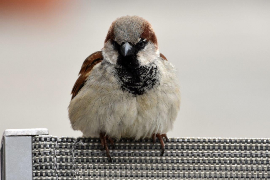 Jong musje - Vogels - 