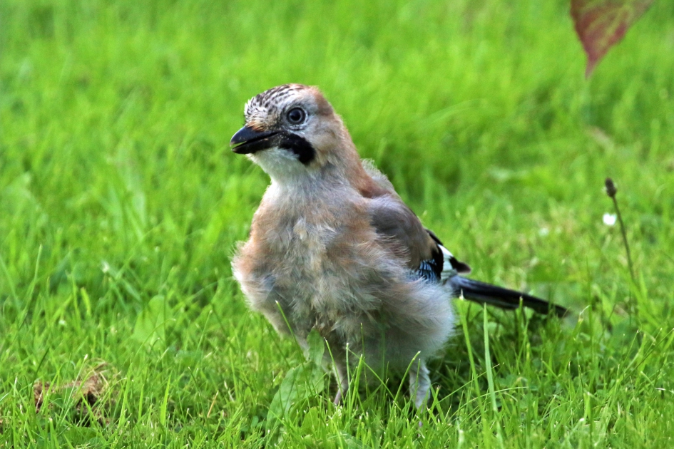 Jonge gaai - Vogels - 