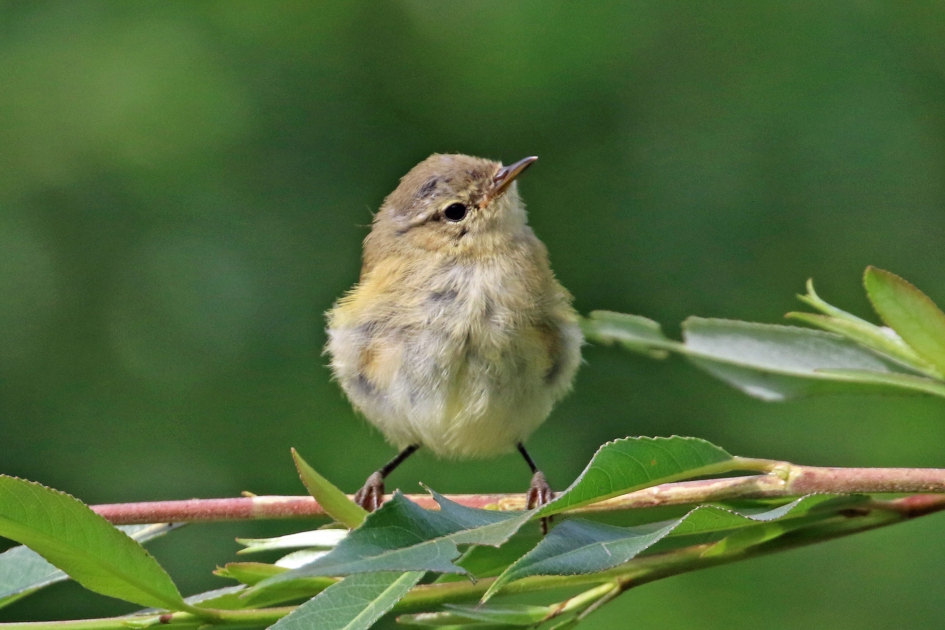 Jonge tjiftjaf - Vogels - 