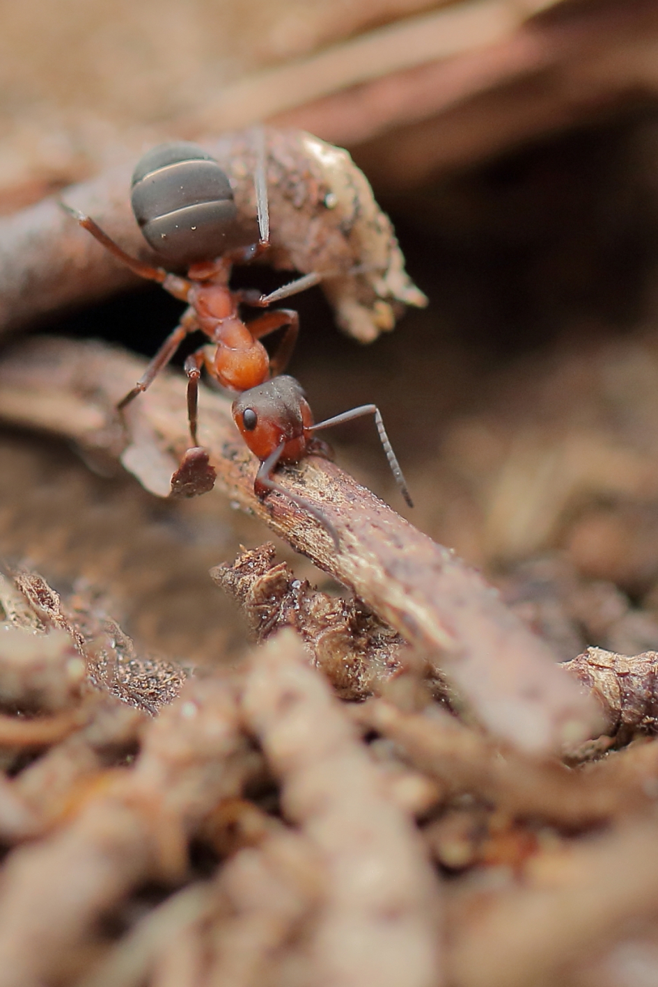 kale rode bosmier - Geleedpotigen - kale rode bosmier