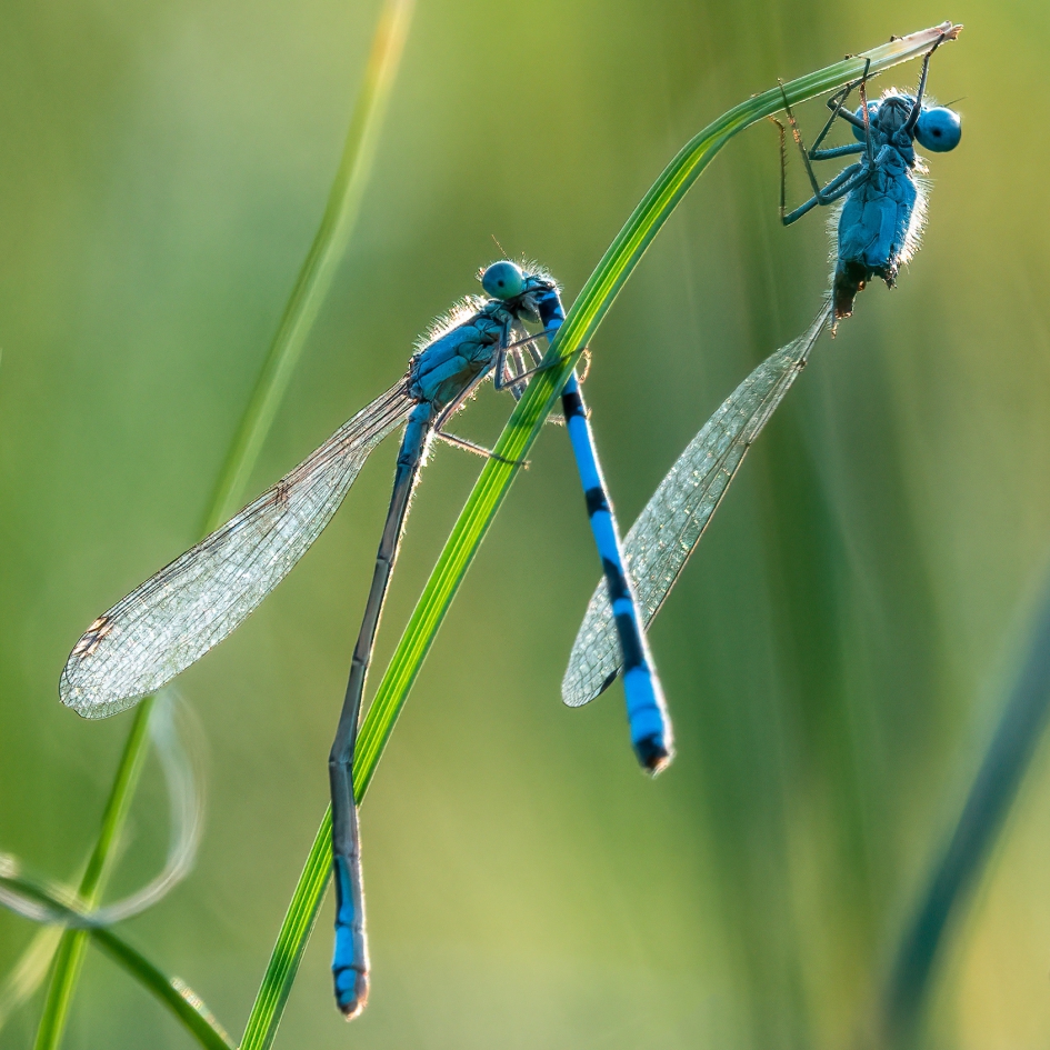 kannibalisme waterjuffer - Geleedpotigen - blauwe waterjuffer?