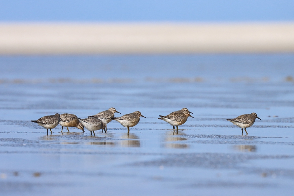 Kanoeten - Vogels - Kanoet