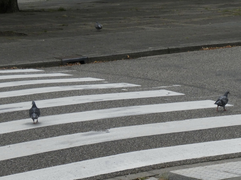 Keurig over het zebrapad - Vogels - 