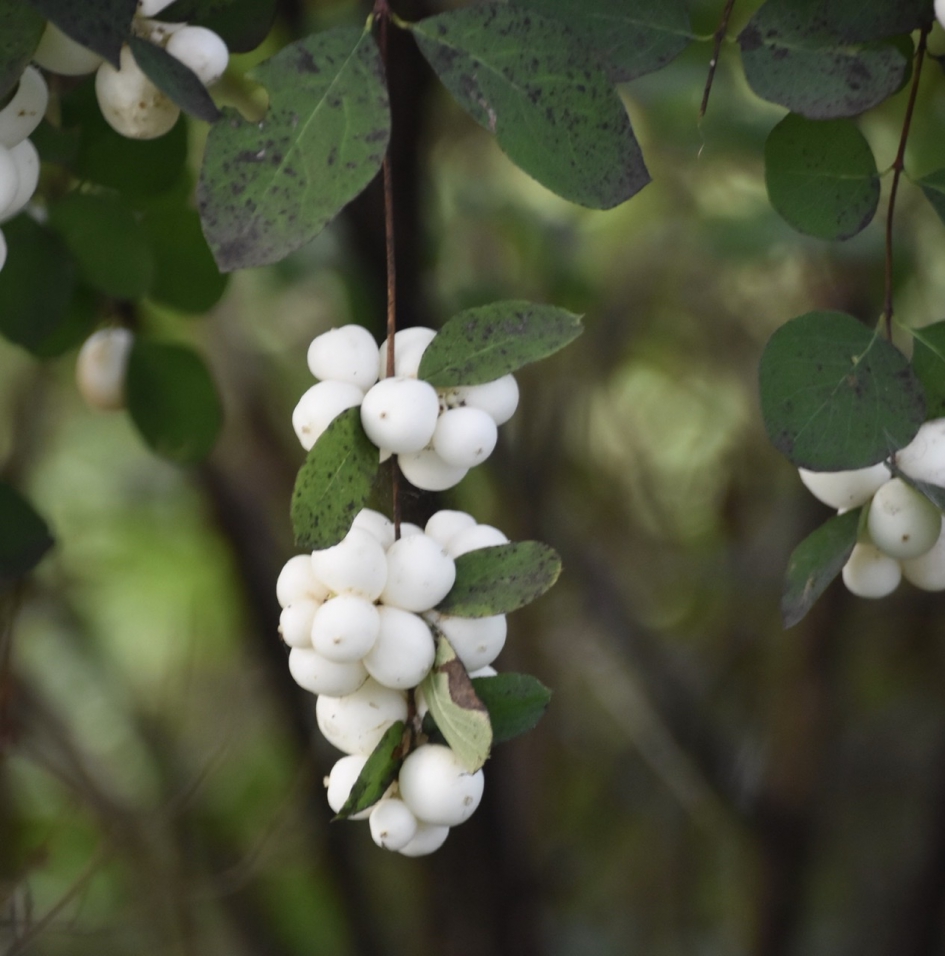 Klapbessen - Planten - 