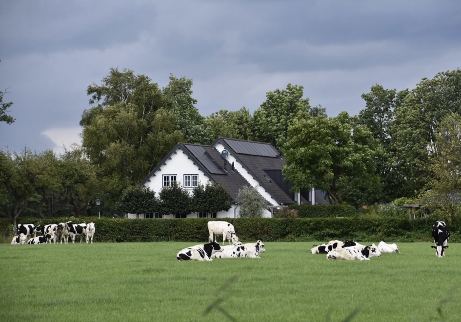 Koeien - Zoogdieren - 