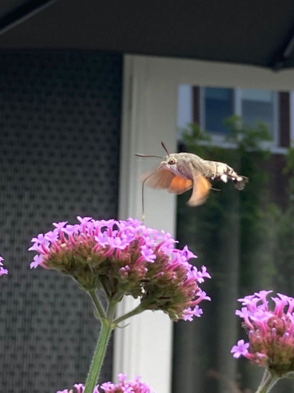 Kolibri vlinder - Geleedpotigen - Kolibri vlinder