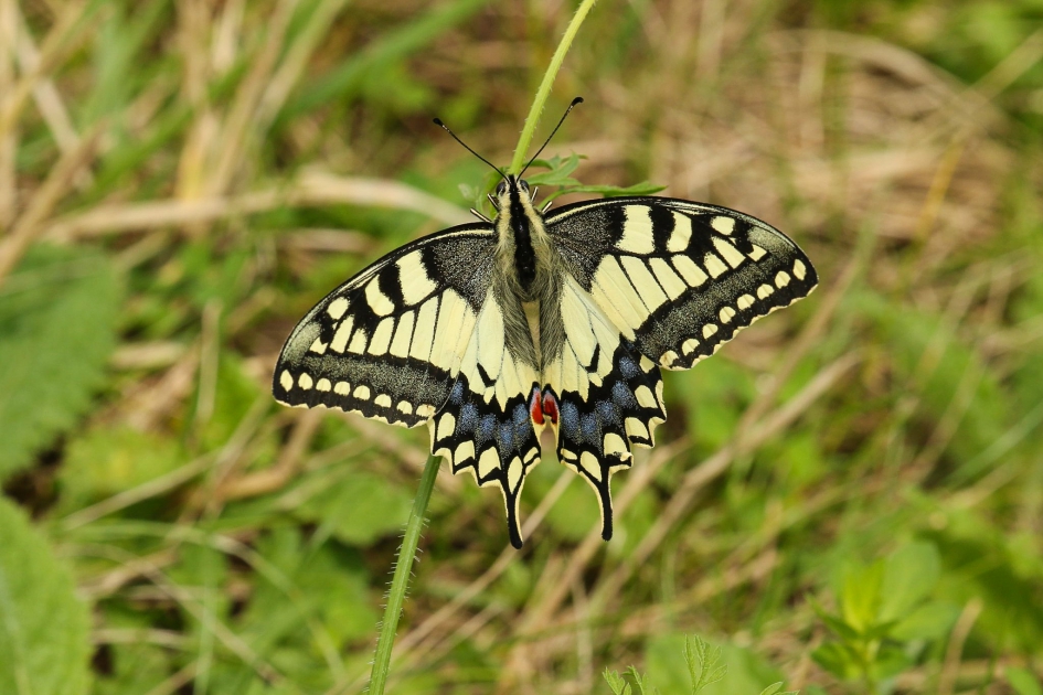 Koninginnenpage - Geleedpotigen - Koninginnenpage