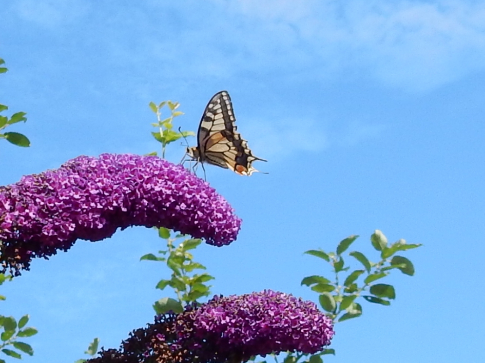 Koninginnenpage - Geleedpotigen - Koninginnenpage