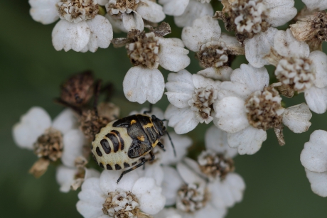 koolschildwants -nimf-