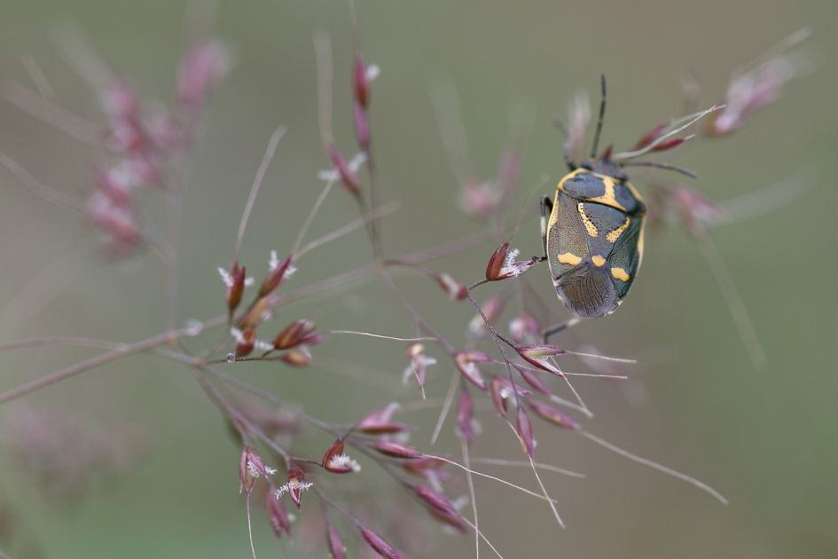 koolschildwants - Geleedpotigen - koolschildwants