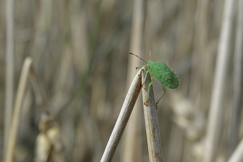 Korenveld bewoner - Geleedpotigen - Groene schildwants
