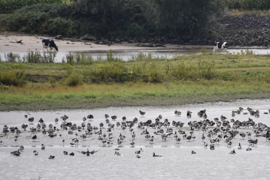 Op de Lek - Vogels - 