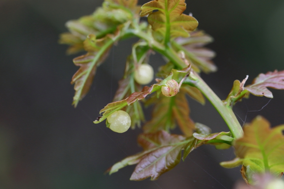 lensgalwesp - Geleedpotigen - lensgalwesp