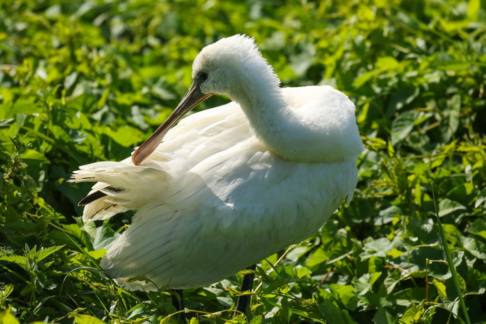 Lepelaar - Vogels - Lepelaar