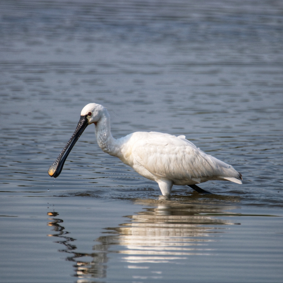 Lepelaar aan het foerageren - Vogels - Lepelaar