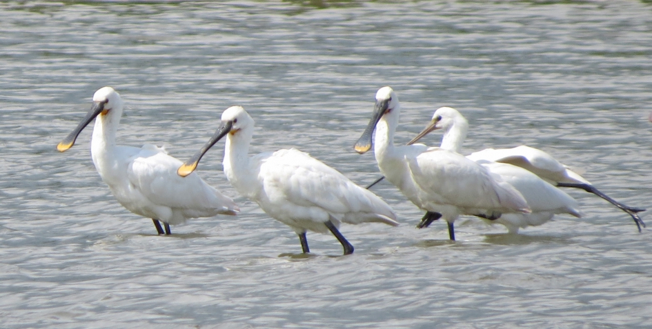 Lepelaars - Vogels - 