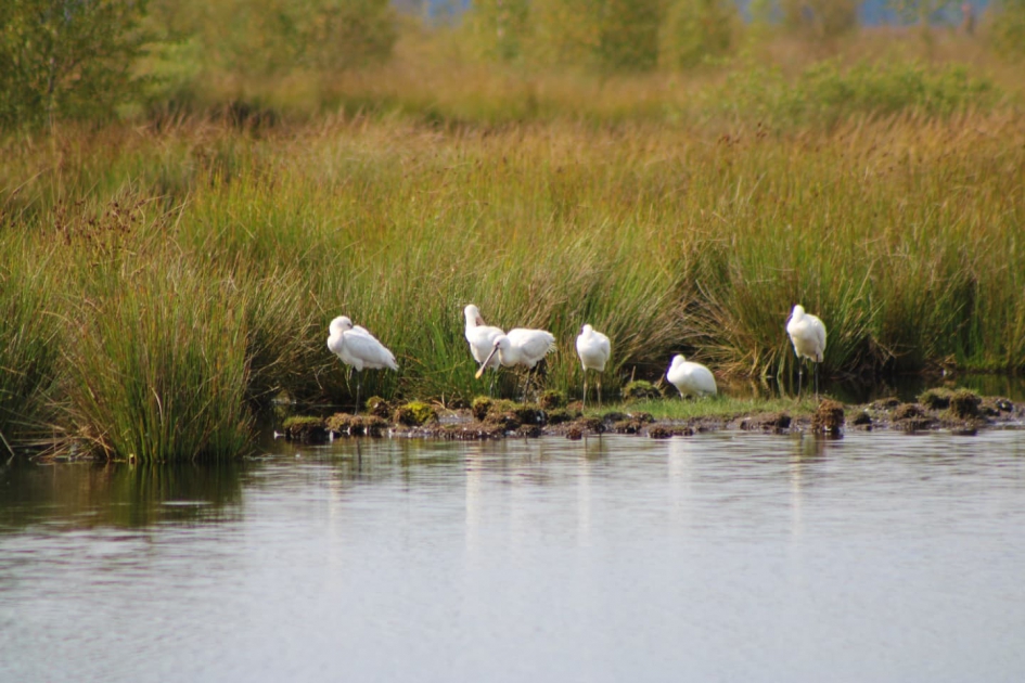 Lepelaars - Vogels - Lepelaar