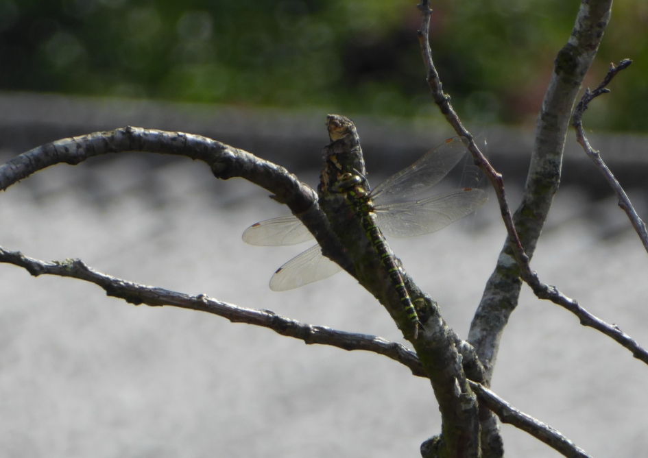 libel in de tuin - Geleedpotigen - 