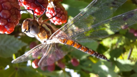 Libelle rust in de zon