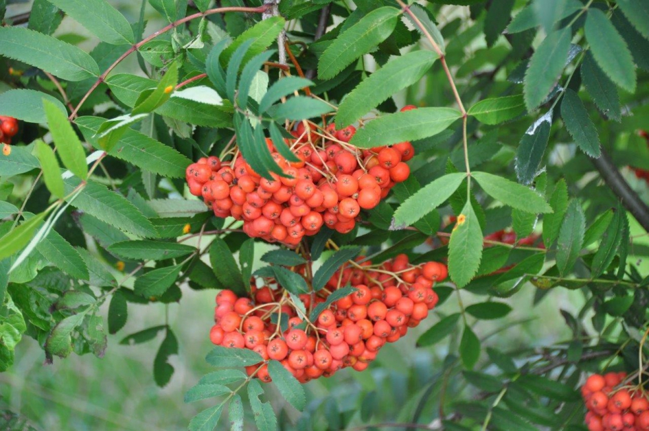 Lijsterbes - Planten - 