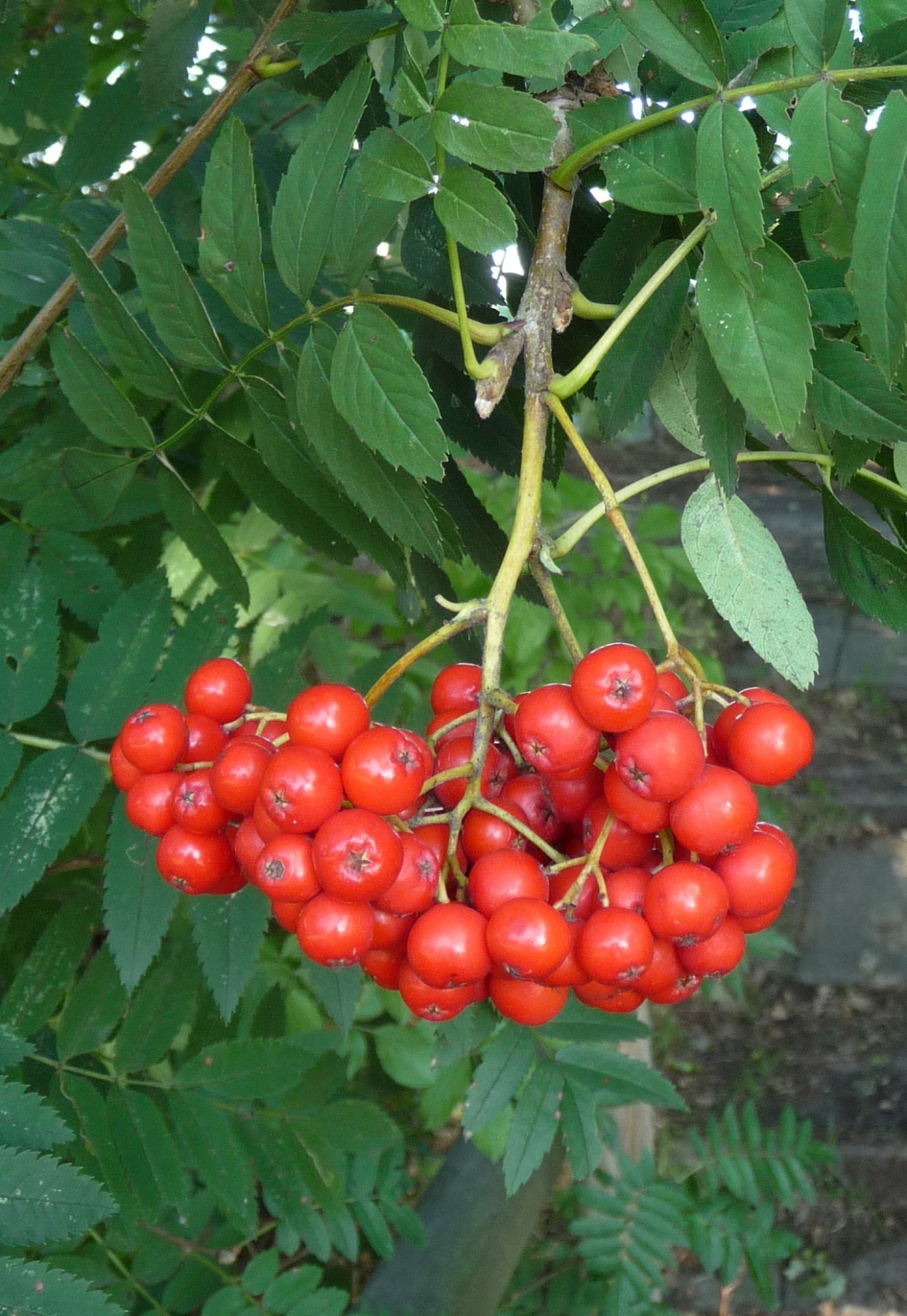 Lijsterbes - Planten - 