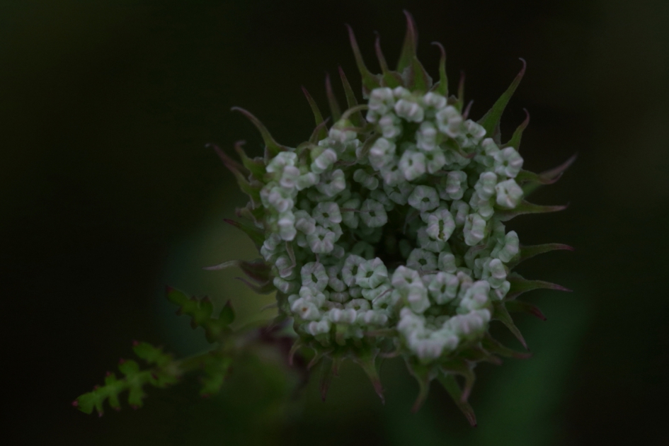 melkeppe - Planten - melkeppe