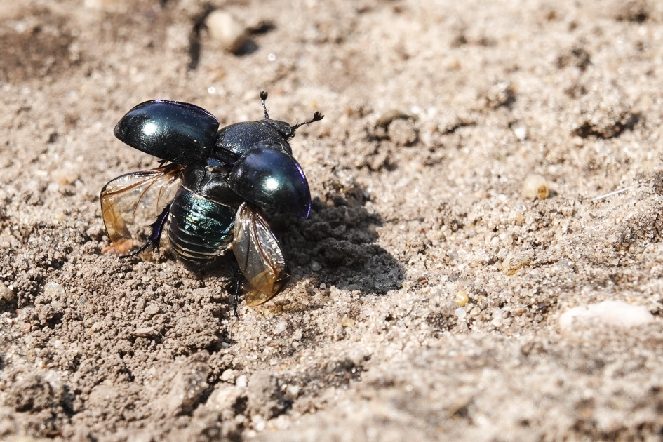 mestkever met open schilden - Geleedpotigen - Mestkever