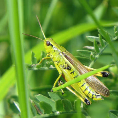Moerassprinkhaan