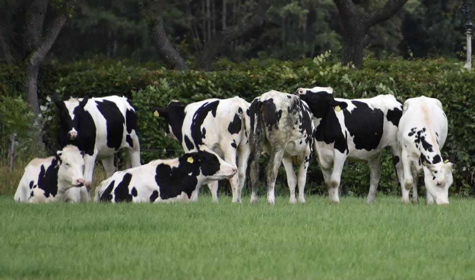 Mooie gevlekte koeien - Zoogdieren - 