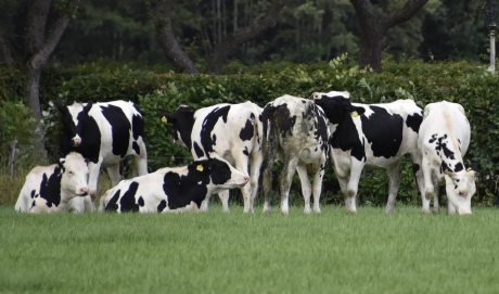 Mooie gevlekte koeien