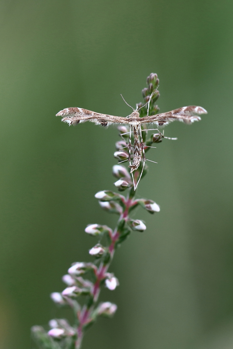muizenoorvedermot - Geleedpotigen - muizenoorvedermot