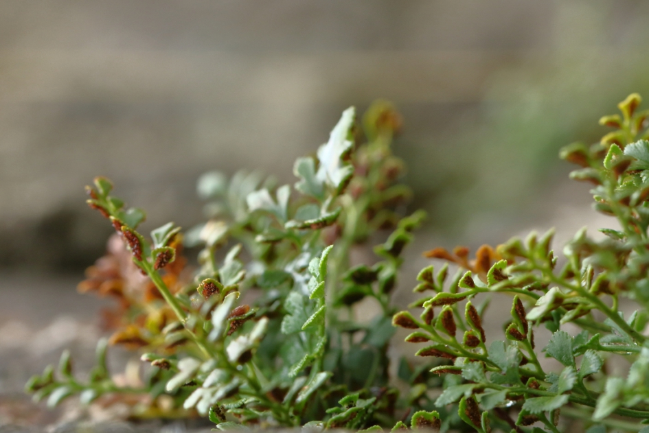 muurvaren - Planten - muurvaren